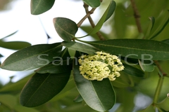 Alstonia scholaris